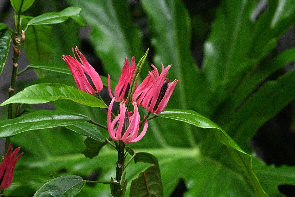 2025-07119501 Tower Hill Botanic Garden, MA.JPG - Brazilian Candles (Pavonia multiflora). New England Botanic Garden at Tower Hill, MA, 7-11-2025